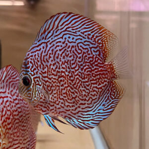 KING VIPER Discus